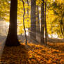 Faces of autumn...