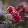 After the rain