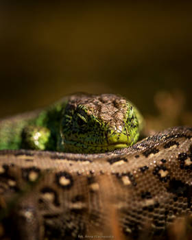 Rare encounters II