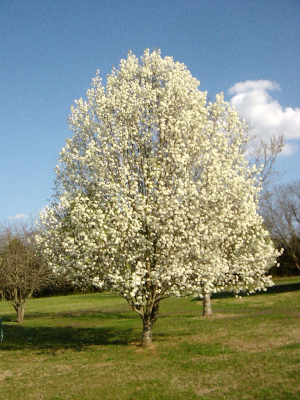 Dogwood Bloom