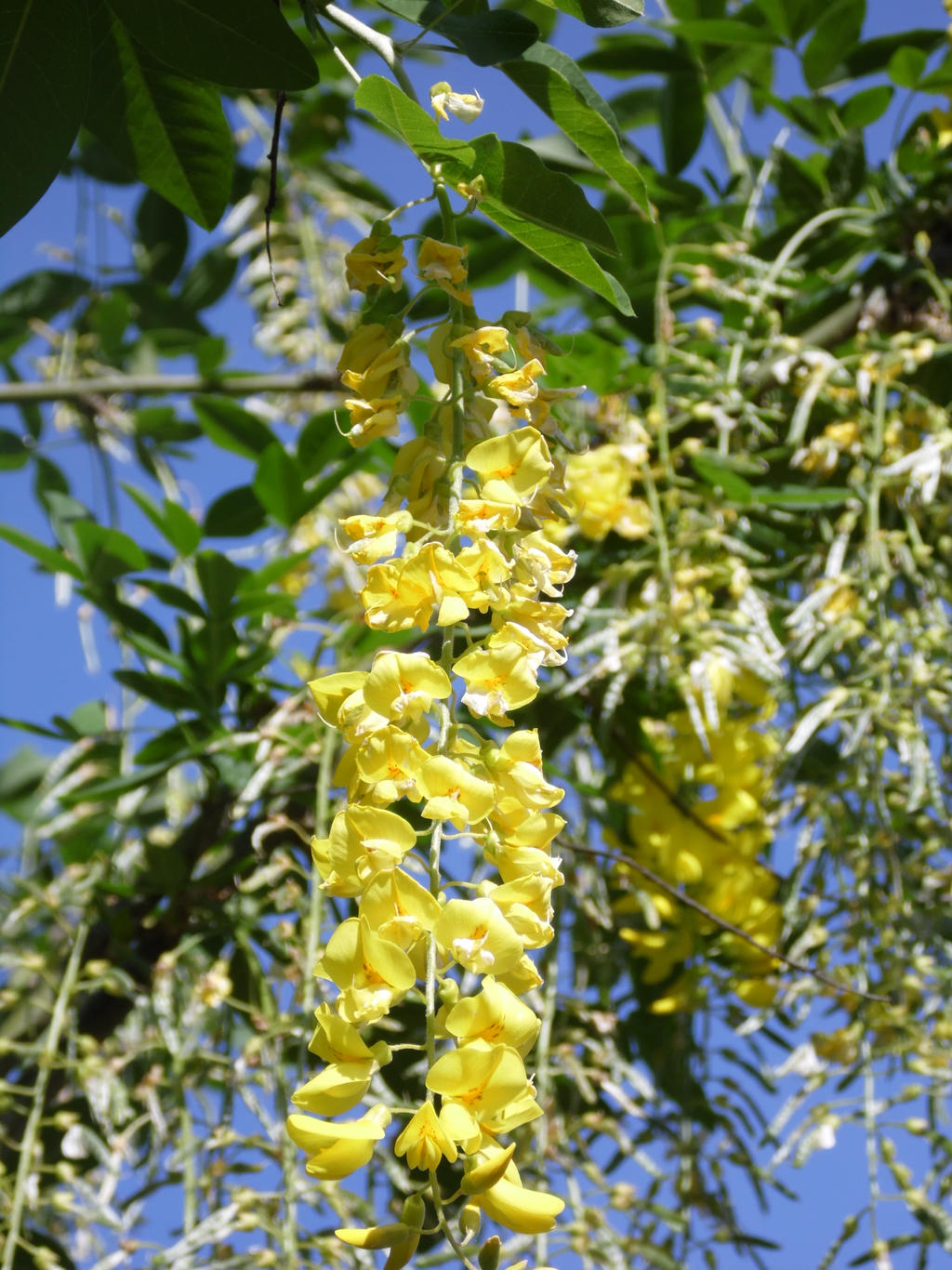 Golden Chain Tree III