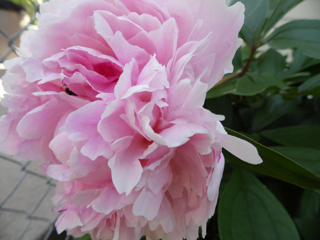 Pink Peony