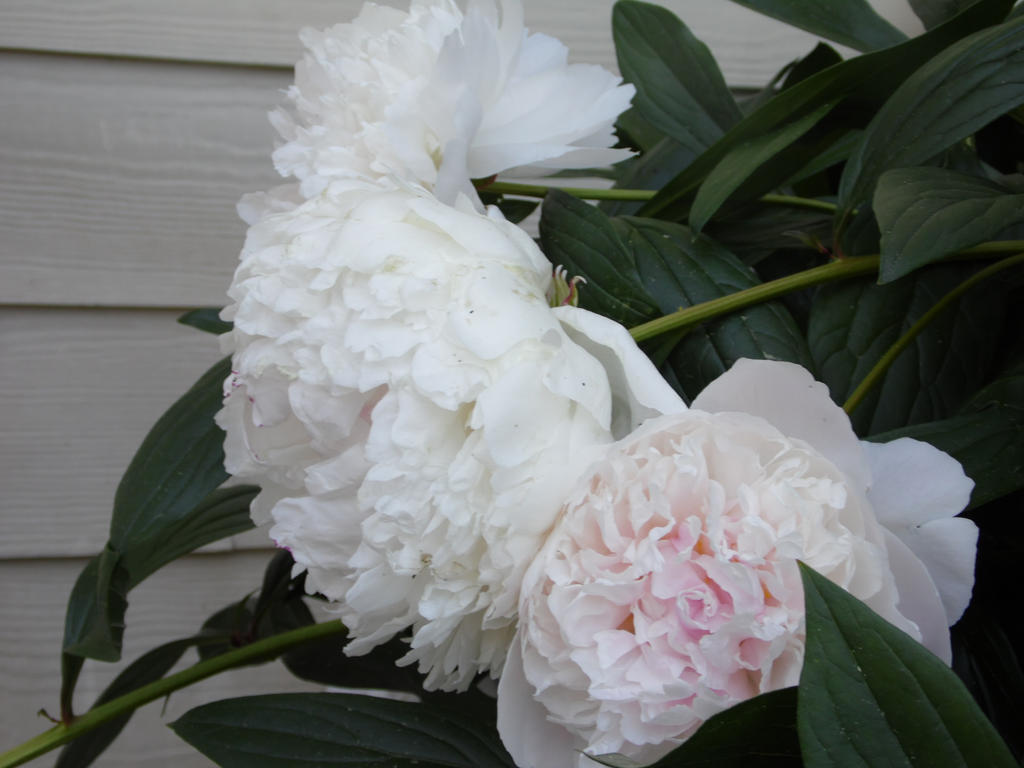 White Peony Bush 2