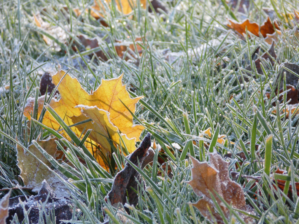 Brown Frost Leaf Sun Ray III