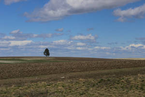 Lonely Tree