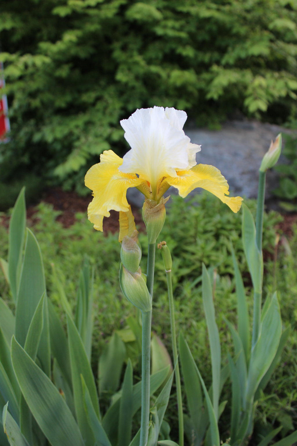 Yellow Iris