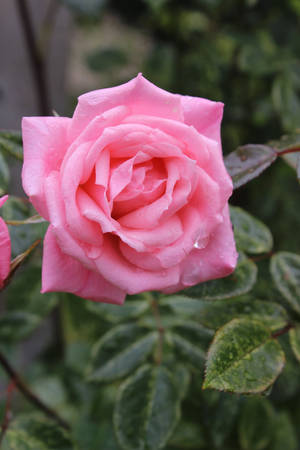 Pink Rose by TabiKittie