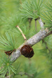 Pine Cones 2