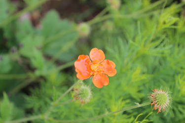 Pretty Orange Flower