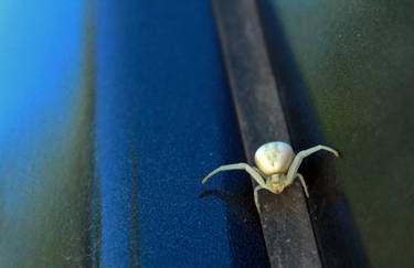 Albino Spider