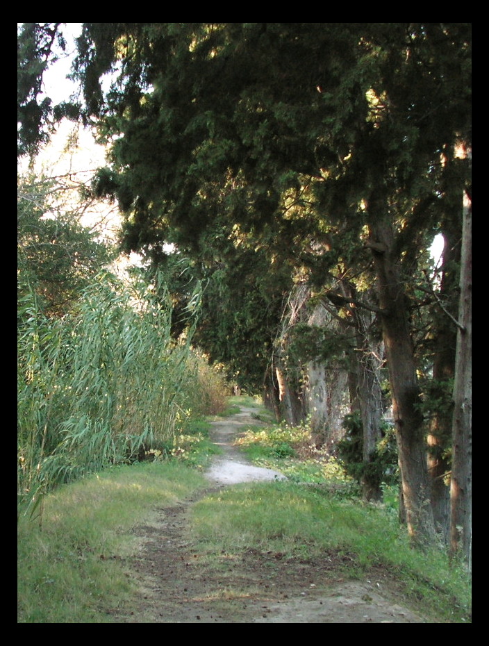 Wind-beaten path