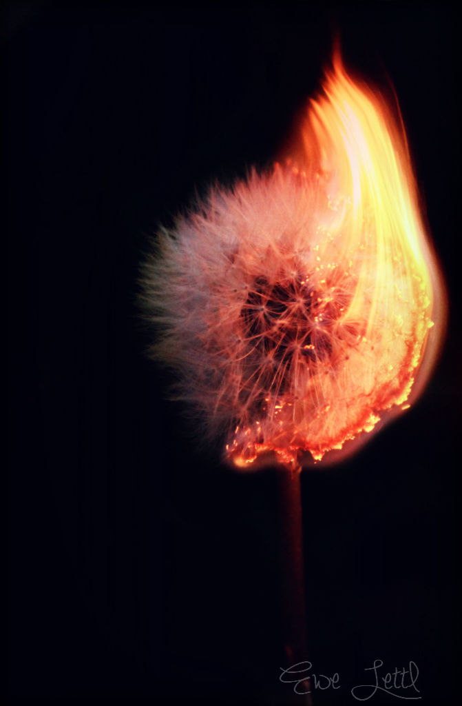 Burning dandelion by EweLettl on DeviantArt