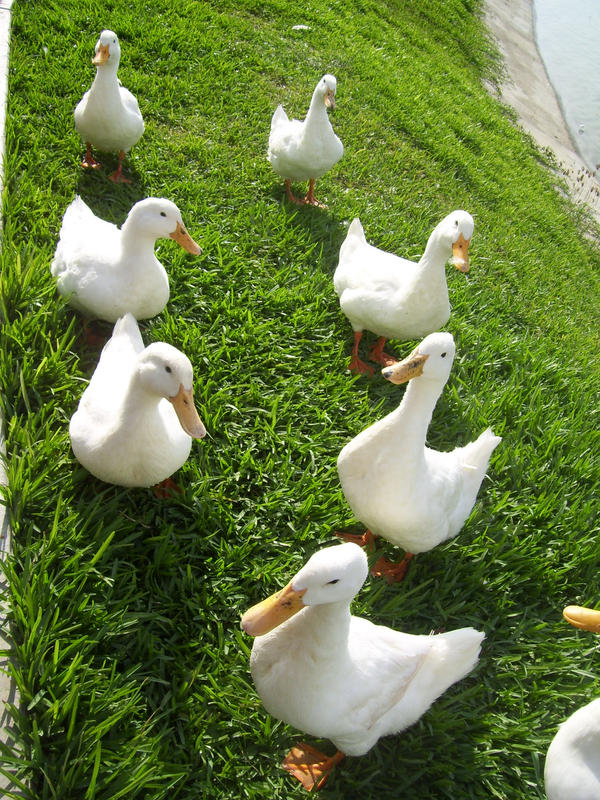 Follow the ducks