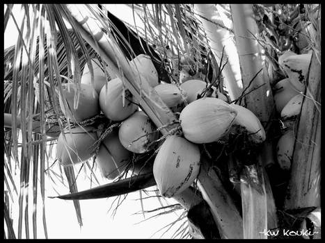 Island Coconuts