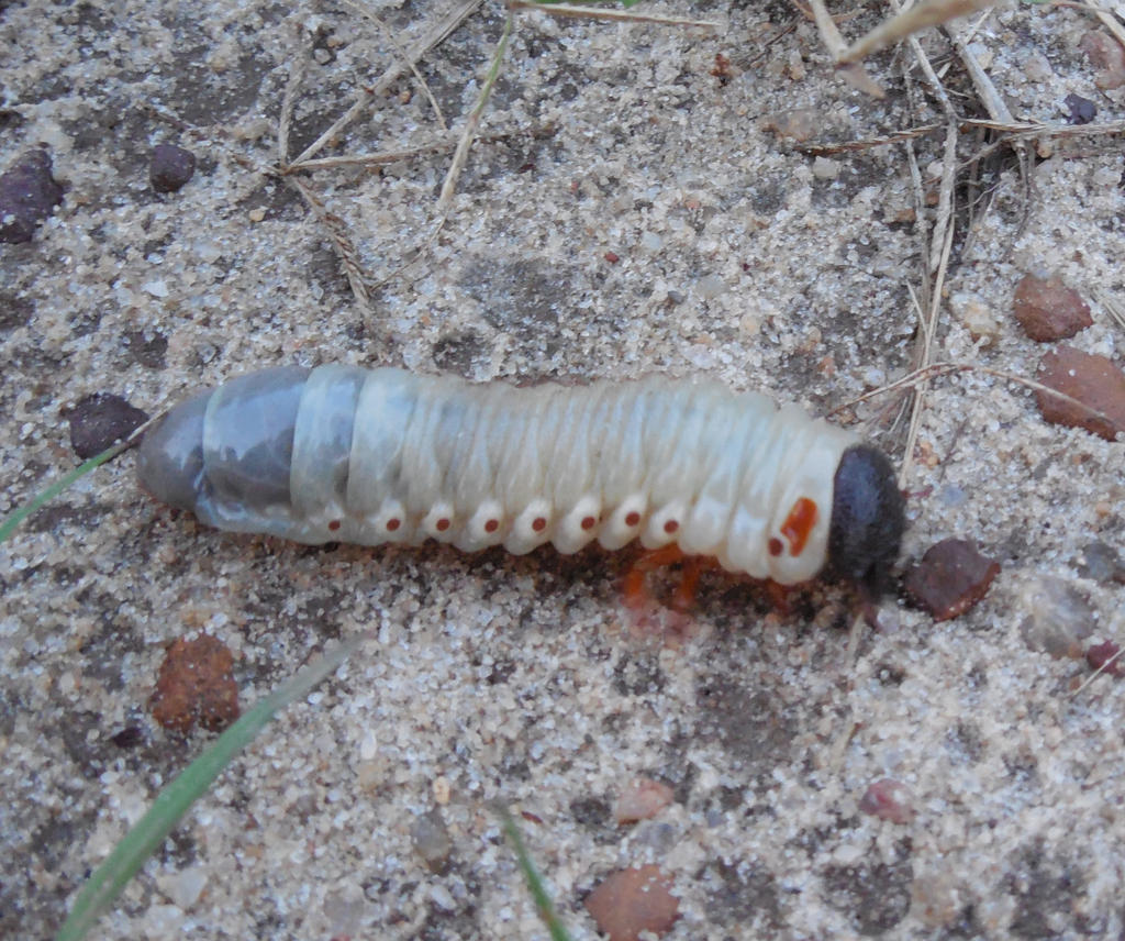 Grub? Looking for what kind...