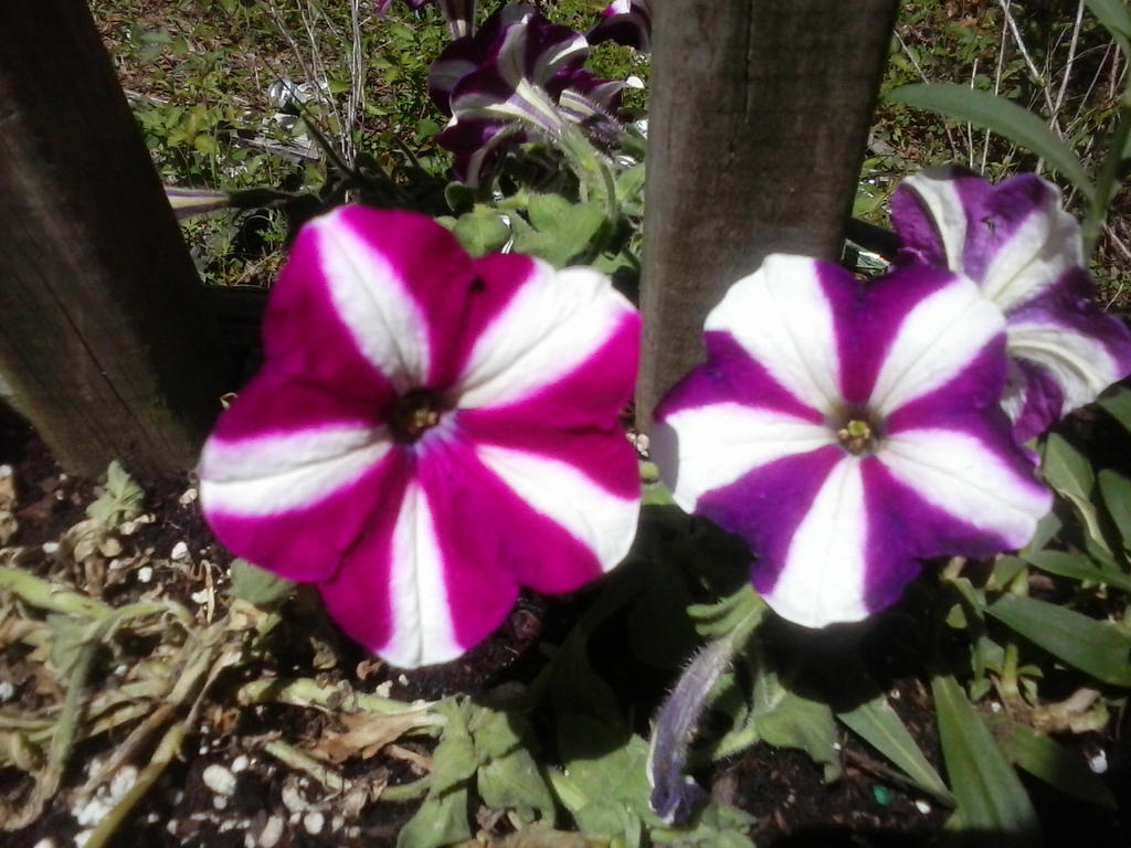 petunias