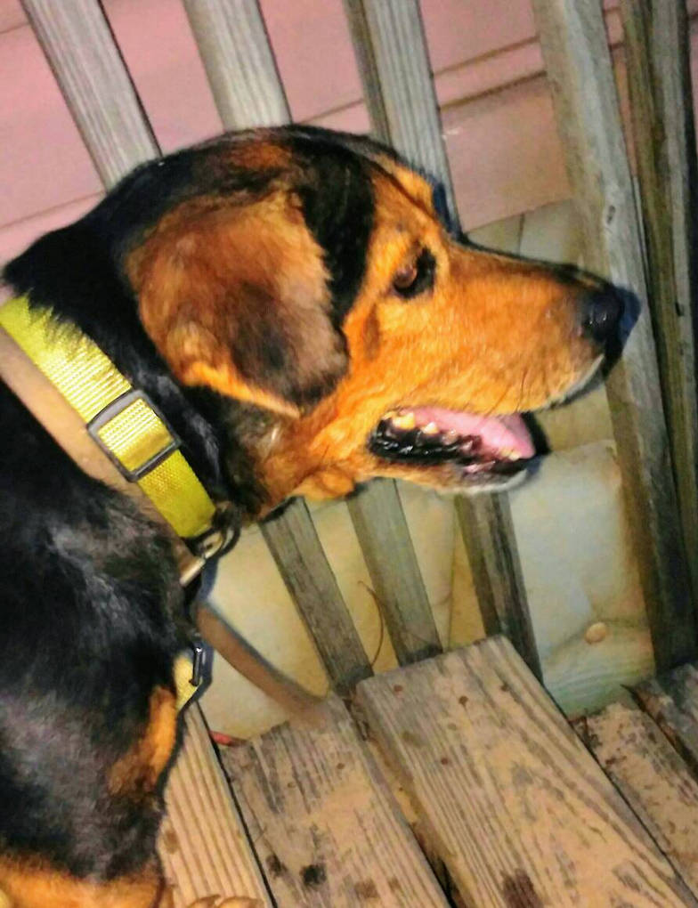 RIP Bandit by crochetamommy on DeviantArt