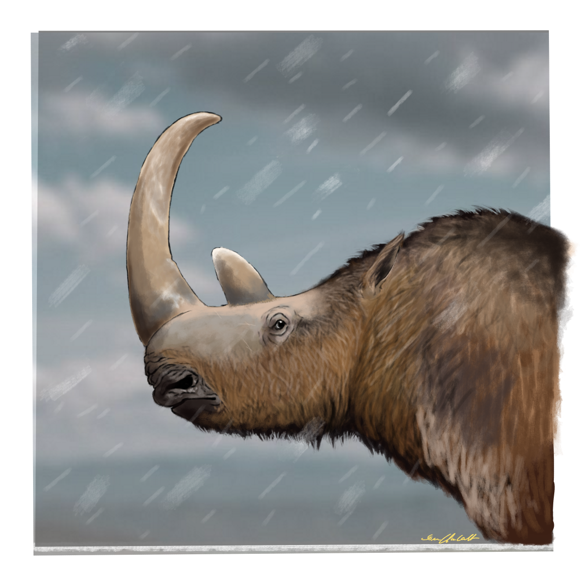 Wooly Rhinoceros by SoerenUIllustrations on DeviantArt