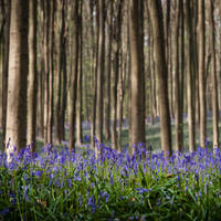 Bluebell forest I