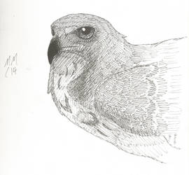 Hawk study