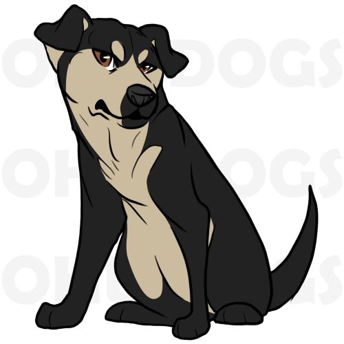 DOG ADOPT - 16 (CLOSED)