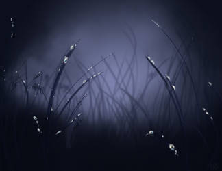 Fairy Grass