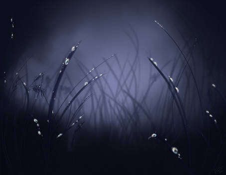 Fairy Grass