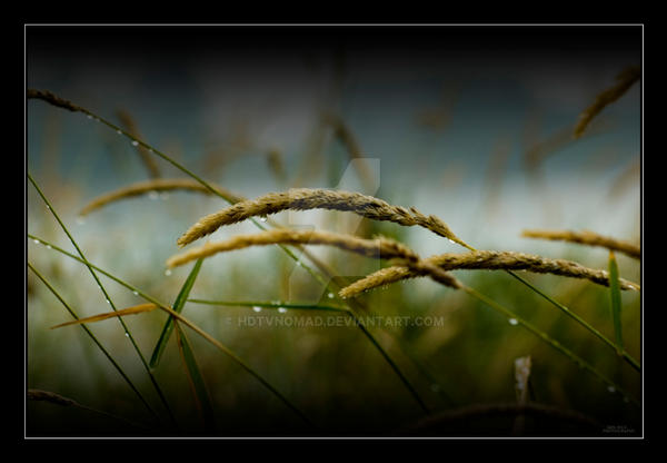 wet grass