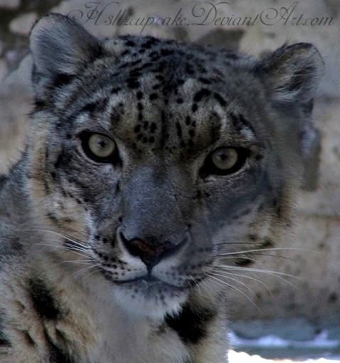 .Snow Leopard.