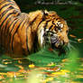 Tiger Bath