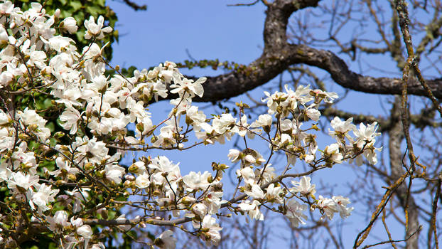 Spring Magnolia