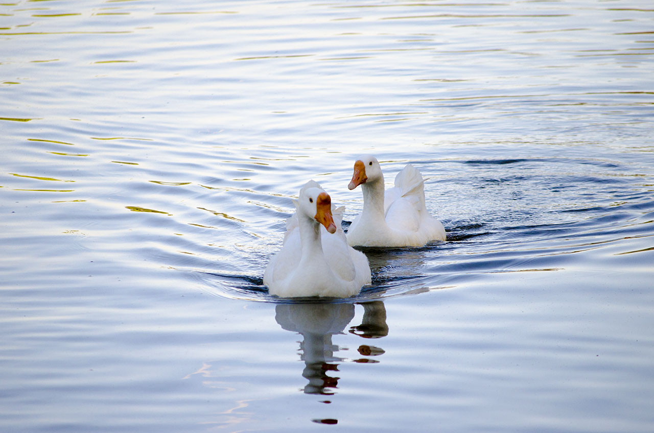 Two white ducks - 2837