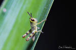 Baby Grasshopper by benedmonds