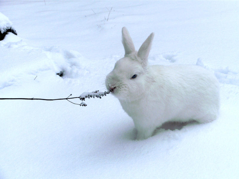 Snow Rabbit by GoLD-inc on DeviantArt