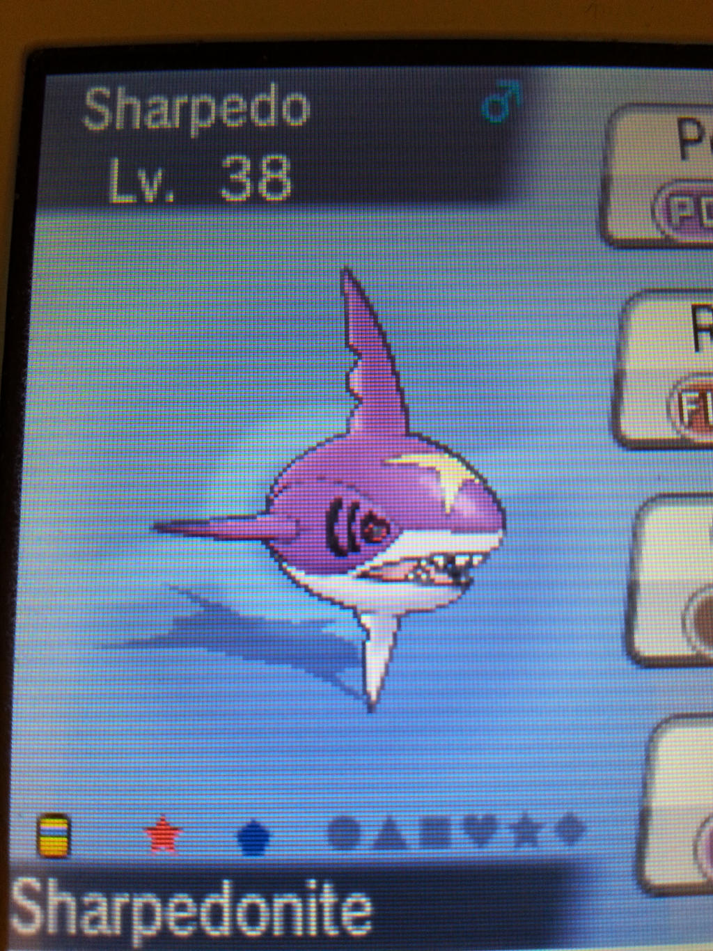 Sharpedo Body My Shiny Sharpedo by TheShinyLugia on DeviantArt