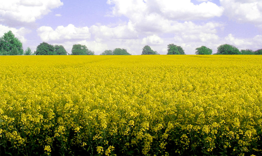 Mustard Fields