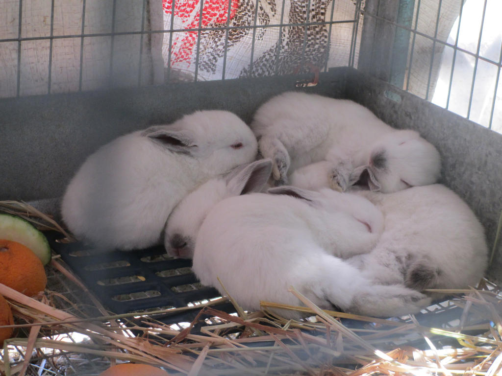 Litter of Kits (Baby Californian rabbits)