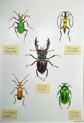 Beetle Exhibit