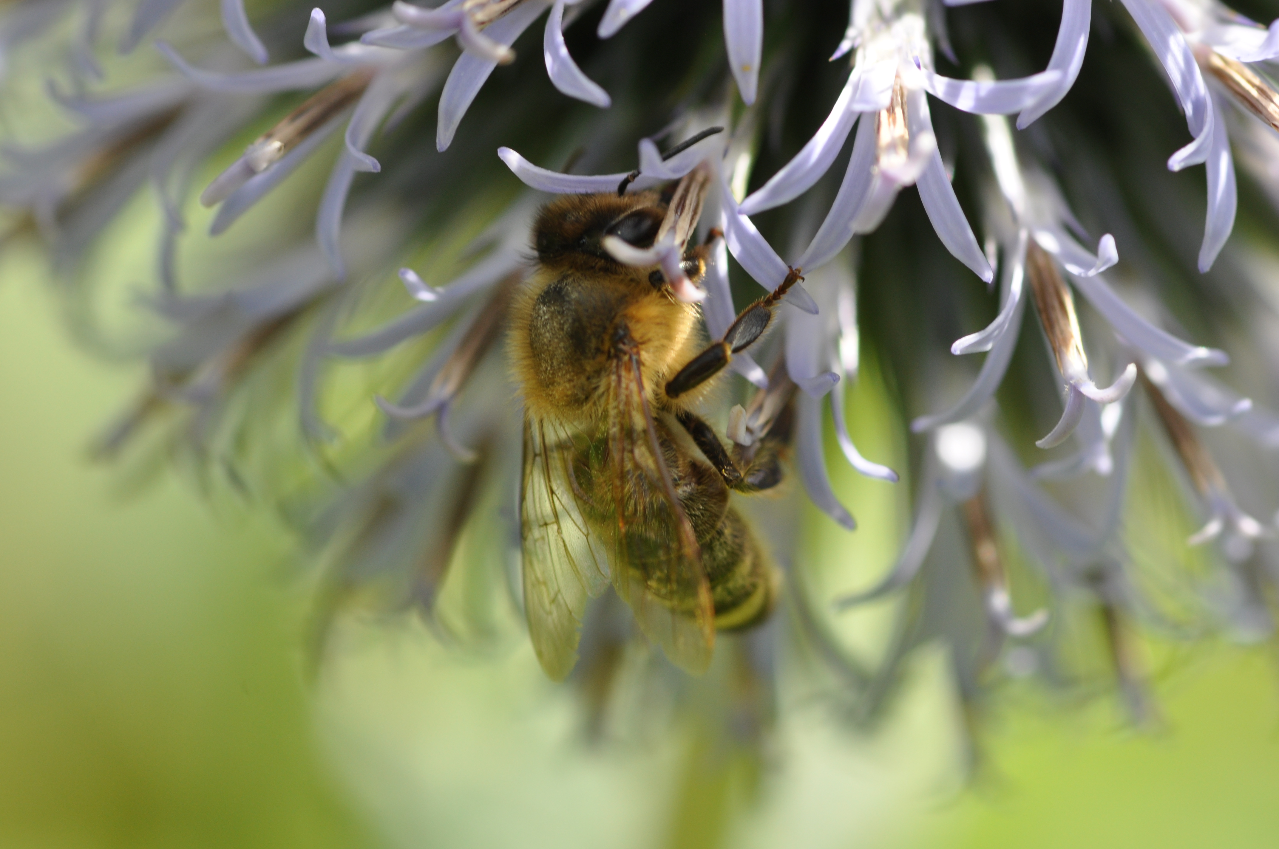 Bee Macro II