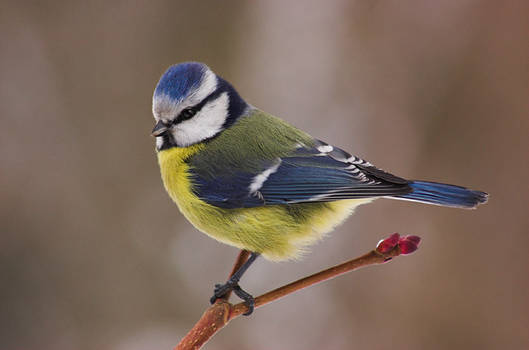 Blue tit