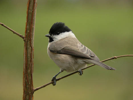 Marsh tit