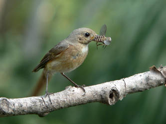 Common redstart, female