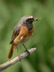 Common redstart, male