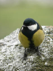 Great tit