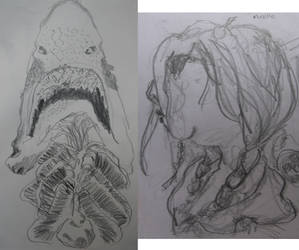 Shark study