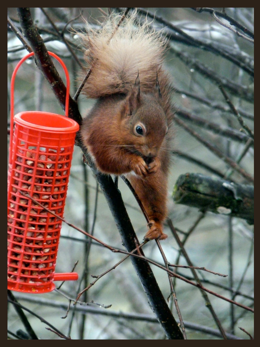 The Red Squirrel