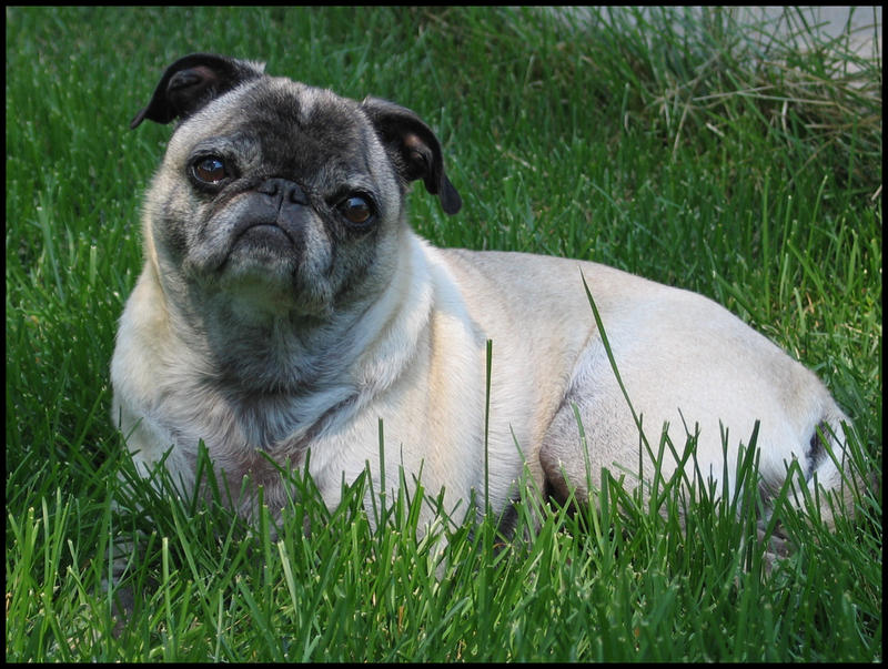 Puzzled Pug