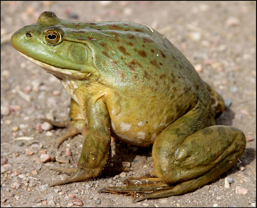 Bullfrog Closeup by RandyHand on DeviantArt