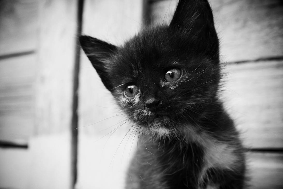 Жалкая кошка. Черный котенок. Грустный котенок. Грустная черная кошка. Грустный черный котенок.