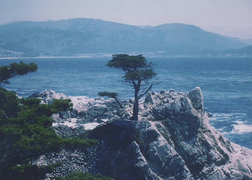 Lone Cypress Tree